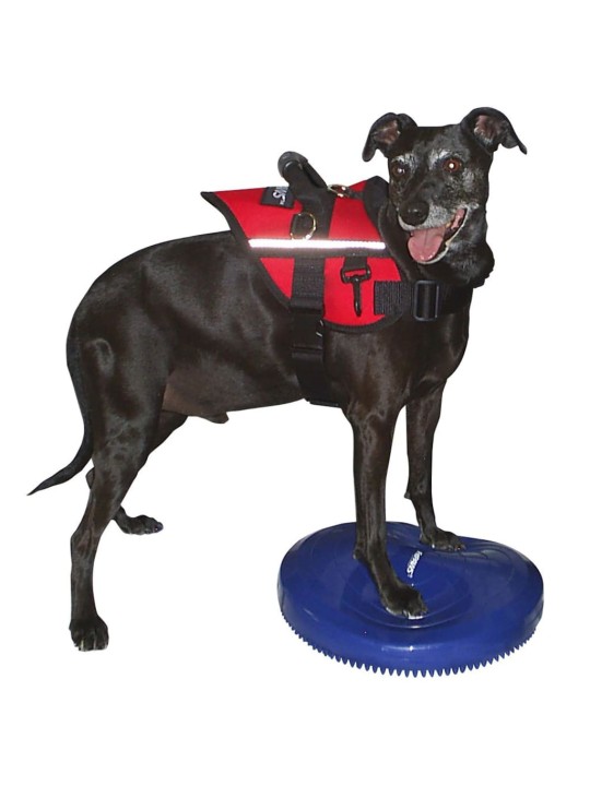 Fitpaws balanční disk pro zvířata 36 cm modrý
