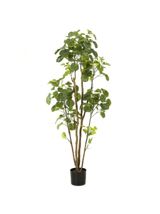 Emerald umělý polyscias v květináči 160 cm