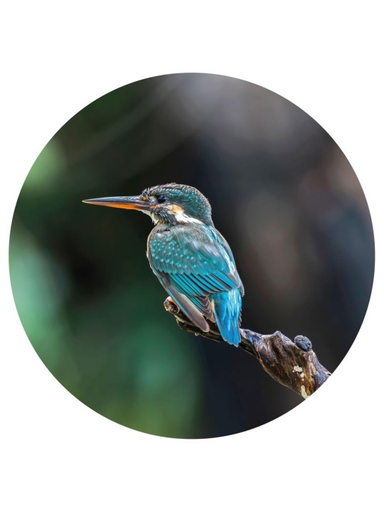 Wallart kruhová tapeta the kingfisher 142,5 cm